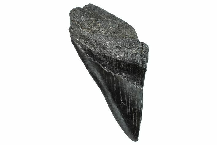 Partial Fossil Megalodon Tooth - South Carolina #293951